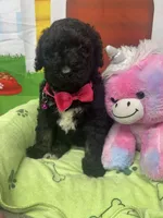 Mandy 383, a female Bernedoodle and Miniature Bernedoodle for sale in Lakeland, FL – 3 of 10