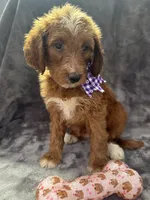 Daphne 398. F1b, a female Goldendoodle and Poodle - Miniature  for sale in Lakeland, FL – 7 of 10