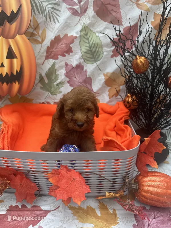 Nelson 374 – Poodle - Miniature , Miniature Goldendoodle puppy for sale in Lakeland, FL
