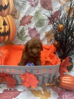 Nelson 374, a male Poodle - Miniature  and Miniature Goldendoodle for sale in Lakeland, FL – 1 of 10
