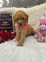 Tammi-328, a female Goldendoodle and Poodle - Standard  for sale in Lakeland, FL – 7 of 10