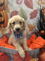 Bailey 860, a female Golden Retriever for sale in Lakeland, FL – 9 of 10