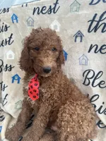 Rusty - 323, a male Labradoodle and Poodle - Standard  for sale in Lakeland, FL – 3 of 10