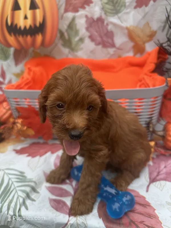 Norman 377 – Poodle - Miniature , Miniature Goldendoodle puppy for sale in Lakeland, FL