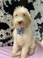 Sapphire - 334 , a female Labradoodle and Poodle - Standard  for sale in Lakeland, FL – 3 of 10