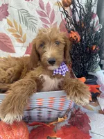 Daphne 398. F1b, a female Goldendoodle and Poodle - Miniature  for sale in Lakeland, FL – 7 of 10
