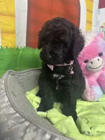 Midnight 386, a female Bernedoodle and Miniature Bernedoodle for sale in Lakeland, FL – 6 of 10