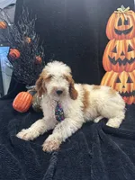 Diesel 390 F1b , a male Goldendoodle and Poodle - Miniature  for sale in Lakeland, FL – 8 of 10