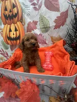 Nicole 379, a female Poodle - Miniature  and Miniature Goldendoodle for sale in Lakeland, FL – 8 of 9