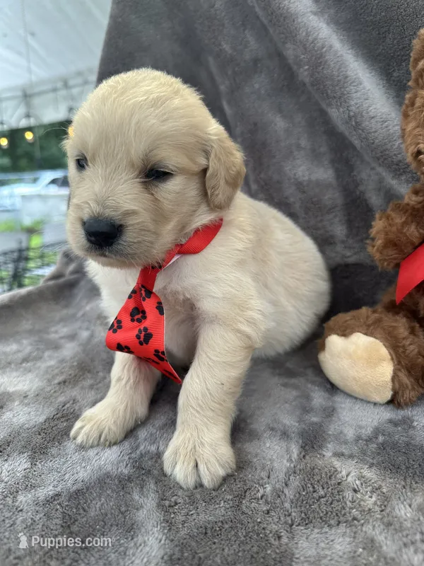 Biscuit 573 – Golden Retriever puppy for sale in Lakeland, FL