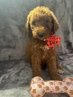Daisy 394, a female Goldendoodle and Poodle - Miniature  for sale in Lakeland, FL – 3 of 10