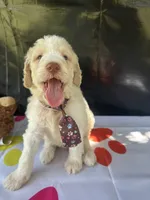 Sully, a male Labradoodle and Poodle - Standard  for sale in Lakeland, FL – 2 of 10