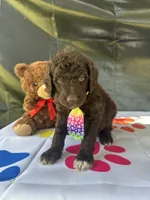 Scooby - 335, a male Labradoodle and Poodle - Standard  for sale in Lakeland, FL – 5 of 10
