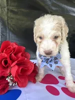 Sapphire - 334 , a female Labradoodle and Poodle - Standard  for sale in Lakeland, FL – 6 of 10