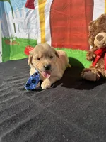 Stuart, a male Golden Retriever for sale in Lakeland, FL – Photo 3 of 10