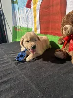 Stuart, a male Golden Retriever for sale in Lakeland, FL – Photo 9 of 10