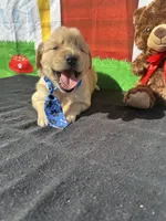 Stuart, a male Golden Retriever for sale in Lakeland, FL – Photo 6 of 10