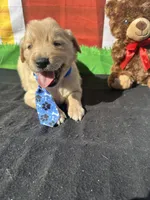 Stuart, a male Golden Retriever for sale in Lakeland, FL – Photo 5 of 10