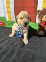 Stuart, a male Golden Retriever for sale in Lakeland, FL – Photo 1 of 10