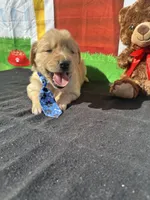 Stuart, a male Golden Retriever for sale in Lakeland, FL – Photo 7 of 10