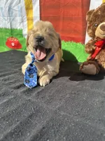 Stuart, a male Golden Retriever for sale in Lakeland, FL – Photo 10 of 10