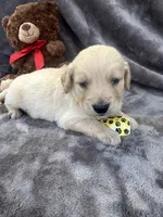 Bear 576, a male Golden Retriever for sale in Lakeland, FL – 7 of 10