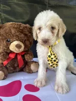 Samuel - 330, a male Labradoodle and Poodle - Standard  for sale in Lakeland, FL – 8 of 10
