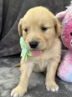 Beatrice 575, a female Golden Retriever for sale in Lakeland, FL – 8 of 10