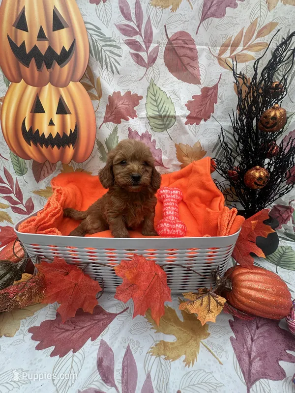 Nicole 379 – Poodle - Miniature , Miniature Goldendoodle puppy for sale in Lakeland, FL