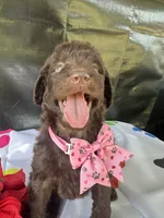 Sarah- 339, a female Labradoodle and Poodle - Standard  for sale in Lakeland, FL – 9 of 10