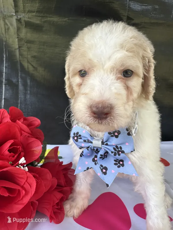 Sapphire - 334  – Labradoodle, Poodle - Standard  puppy for sale in Lakeland, FL