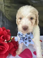 Sapphire - 334 , a female Labradoodle and Poodle - Standard  for sale in Lakeland, FL – 1 of 10