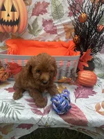 Nelson 374, a male Poodle - Miniature  and Miniature Goldendoodle for sale in Lakeland, FL – 5 of 10