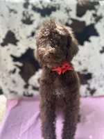 Sophie  - 337, a female Labradoodle and Poodle - Standard  for sale in Lakeland, FL – 6 of 10