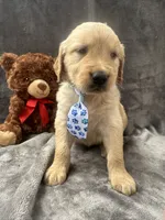 Bruno -195, a male Golden Retriever for sale in Lakeland, FL – 7 of 10