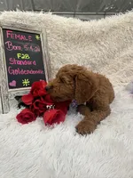 Tara - 329, a female Goldendoodle and Poodle - Standard  for sale in Lakeland, FL – 5 of 10