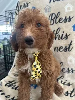 Ricky- 124, a male Labradoodle and Poodle - Standard  for sale in Lakeland, FL – 1 of 10