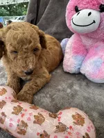 Bambi 370, a female Aussiedoodle and Poodle - Miniature  for sale in Lakeland, FL – 5 of 10