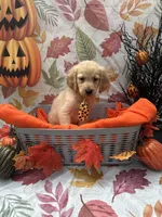 Bear bear 576, a male Golden Retriever for sale in Lakeland, FL – 8 of 10