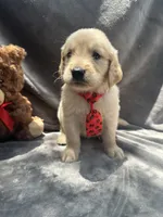 Simba - 429, a male Golden Retriever for sale in Lakeland, FL – 6 of 10