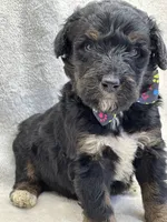 processed/bba197dd-e308-4e4e-8c22-f9874d2a47c1/listing/97995b83-0140-4a31-89a5-fbbe891d4044/aa517eb4-8e68-48ac-8b30-67319187b494