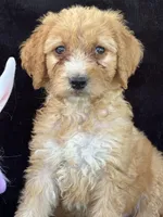 Dina, a female Goldendoodle for sale in Lakeland, FL – Photo 10 of 10