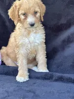Dina, a female Goldendoodle for sale in Lakeland, FL – Photo 8 of 10