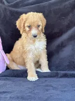 Dina, a female Goldendoodle for sale in Lakeland, FL – Photo 4 of 10