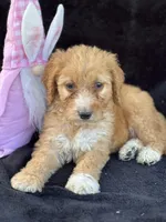 Dina, a female Goldendoodle for sale in Lakeland, FL – Photo 7 of 10