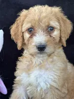Dina, a female Goldendoodle for sale in Lakeland, FL – Photo 9 of 10