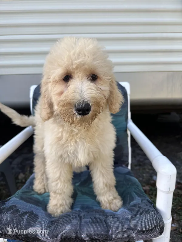 Dina – Goldendoodle puppy for sale in Lakeland, FL