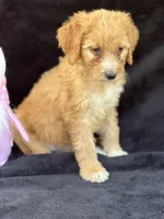 Dina, a female Goldendoodle for sale in Lakeland, FL – Photo 6 of 10