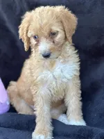 Dina, a female Goldendoodle for sale in Lakeland, FL – Photo 3 of 10