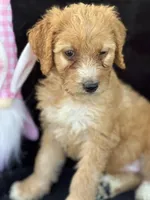 Dina, a female Goldendoodle for sale in Lakeland, FL – Photo 2 of 10